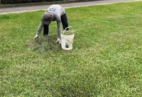 Recycling Grass Clippings What You Can Do With Them Amaze Vege Garden