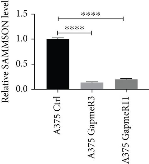 Sammson Silencing Inhibits Melanoma Cell Proliferation In Vitro A