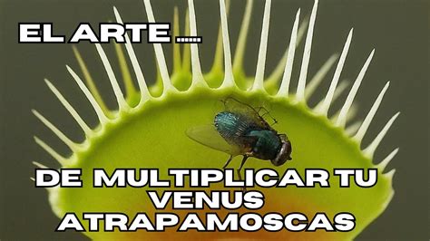 Como Dividir Una Planta Carn Vora Venus Atrapamoscas Youtube