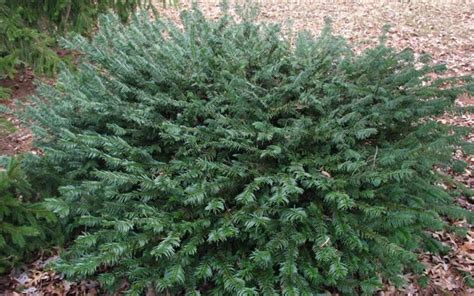 Buy Duke Gardens Dwarf Japanese Plum Yew Cephalotaxus Free Shipping