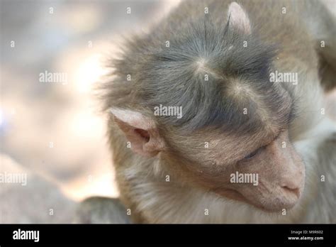 Bonnet Macaque, Monkey Stock Photo - Alamy