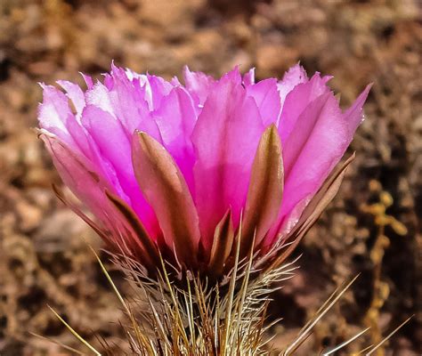 Cannundrums: Hedgehog Cactus - 2017