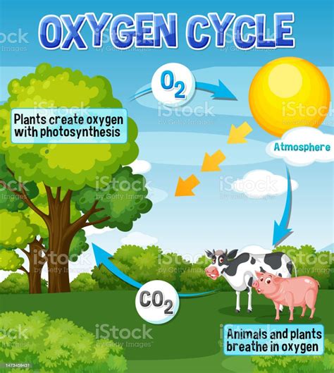 Oxygen Cycle Diagram For Science Education Stock Illustration