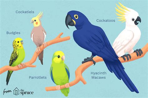 12 Friendly Pet Bird Species