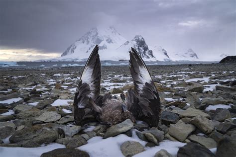 Deadly Avian Flu Hits Antarctica For The First Time Newsweek