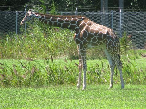 Cape May County Park and Zoo | The Family Penny Pincher