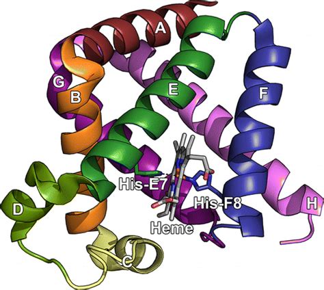 The Role Of Globins In Cardiovascular Physiology Physiological Reviews