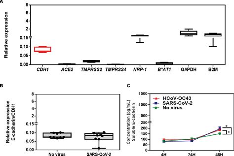 Figure 7 From Control Of CDH1 E Cadherin Gene Expression And Release Of