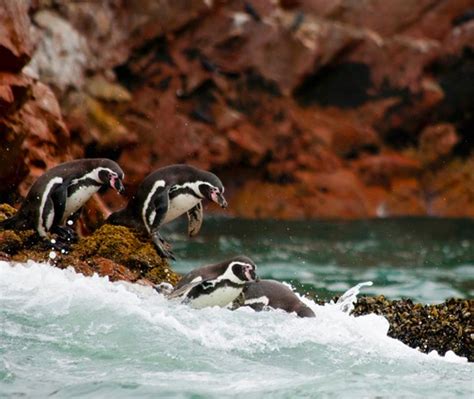 Hele Dag Tour Ballestas Eilanden Paracas Nationaal Reservaat