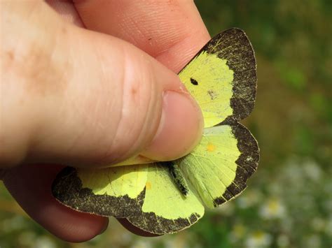 Maryland Biodiversity Project Clouded Sulphur Colias Philodice