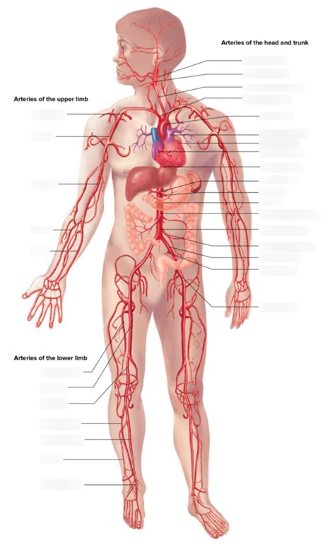 Major Arteries Of The Body Diagram Quizlet