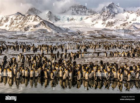 King Penguin (Aptenodytes patagonicus) breeding colony at St. Andrews ...