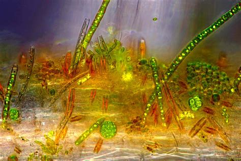 The Image Presents Various Tiny Algae License Image 13925278