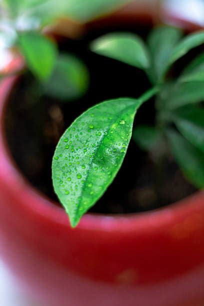 260 Fresh Harvest Calamansi Stock Photos Pictures And Royalty Free
