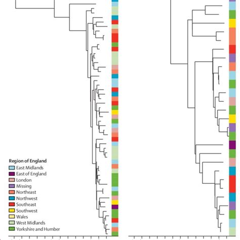 Phylogeny Of 944 Mycobacterium Abscessus Isolates The Phylogenetic Tree Download Scientific