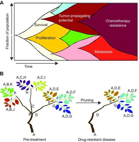 Intratumoral Heterogeneity And Clonal Evolution Contrib Open I