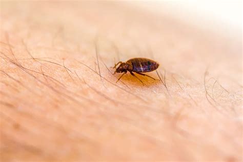 Common Causes Of Bed Bug Infestations Plus Treatment Prevention