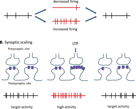 Figure 1 From Synaptic Mechanisms Of Hebbian And Homeostatic Plasticity