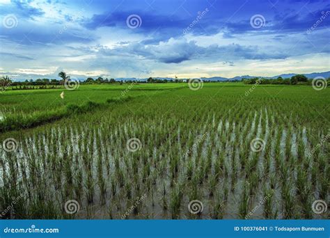 Landscape of Rice Fields with Sunset Sky in Thailand Stock Image ...