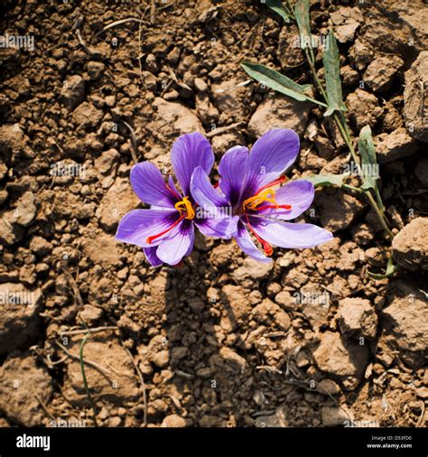 Saffron Crocus Flowers In A Field Pampore Pulwama Pulwama District