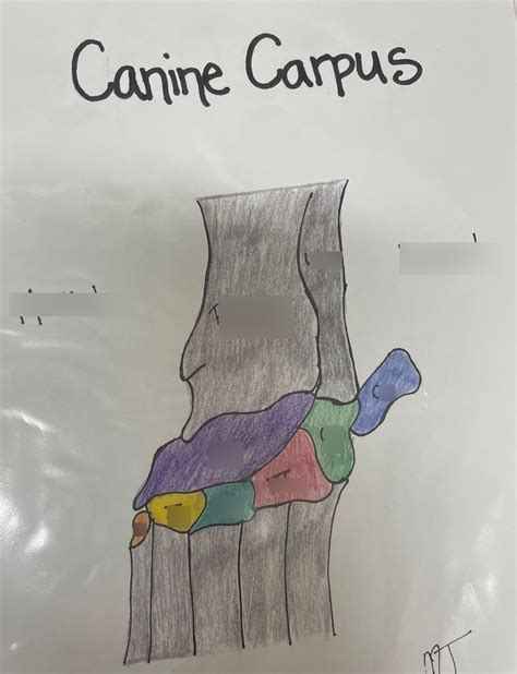 Canine Carpus Diagram Quizlet