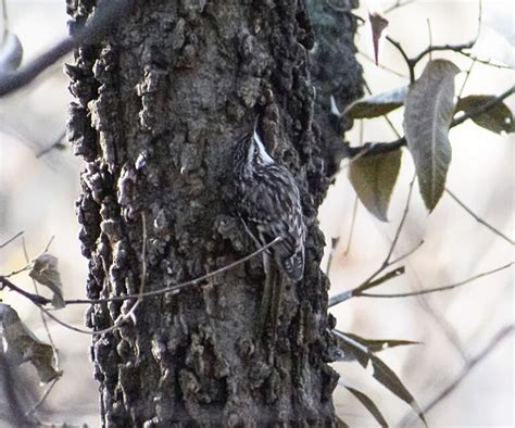 Brown Creeper Oklahoma City Audubon Society