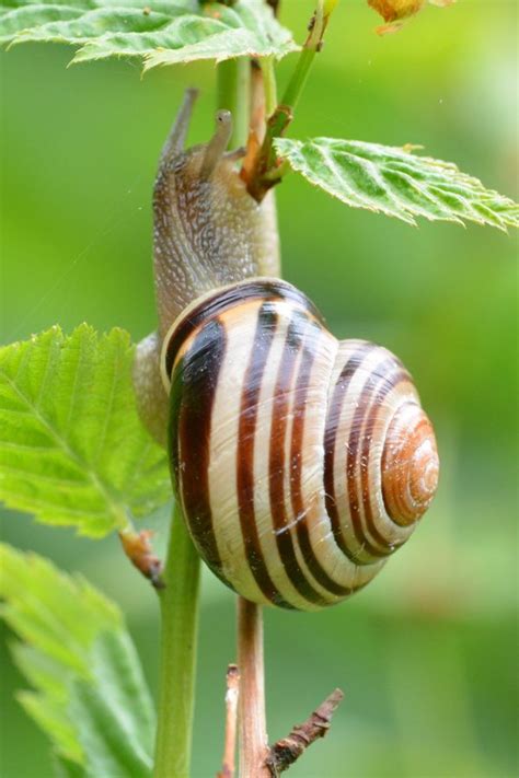 Free Images Hand Insect Small Brown Pink Baby Fauna Shell