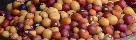 Bambara Groundnut – Crops and Soils