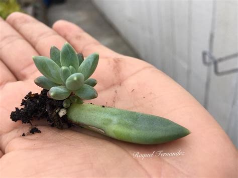 Pachyphytum Compactum Cactus Et Plantes Succulentes Plante