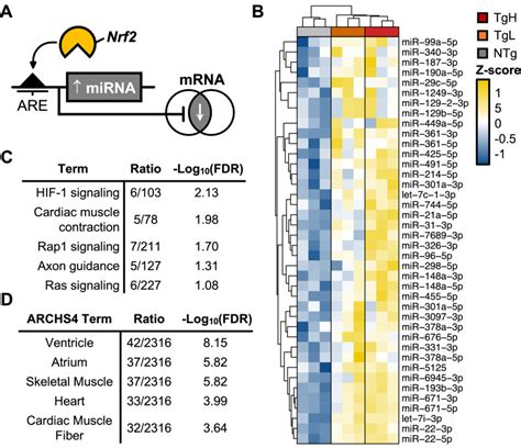 Identification Of Nrf Responsive Microrna Networks As Putative