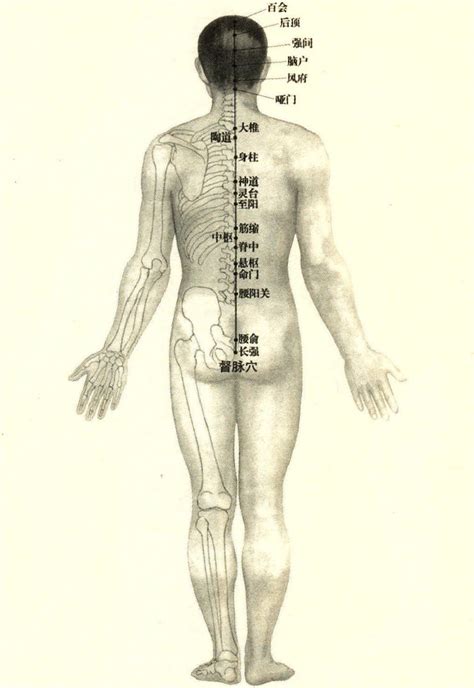 十四督脉穴位图 腧穴定位推拿 医学