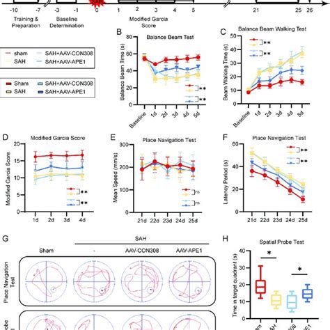 Ape Overexpression Improved Rats Neurological Functions After Sah