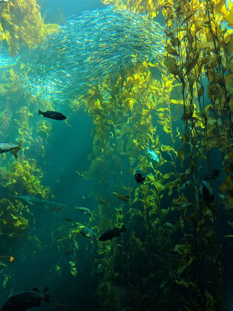 The Kelp Forest At Monterey Bay Aquarium 2643×3524 Artofit