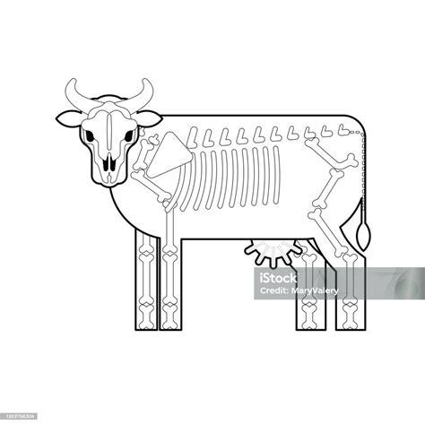 Kerangka Sapi Terisolasi Tulang Hewan Ternak Anatomi Banteng Ilustrasi