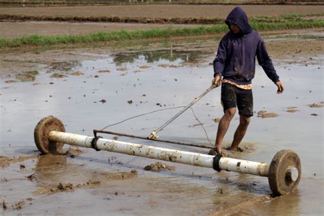 Regenerasi Petani Jadi Tantangan Sektor Pertanian