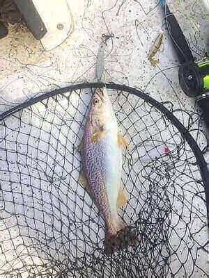 Weakfish Fishing Tips