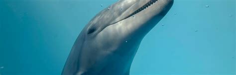 Dolphin urine can help decode the animals’ secret language-like whistles