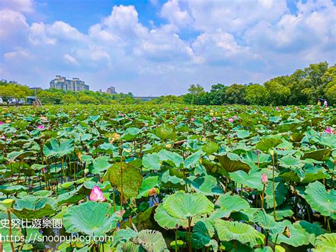 【新北樹林景點】樹林山佳荷花池｜山佳特色遊戲場～藏在樹林環保河濱公園的賞荷秘境，美拍漂流木鞦韆，還有特色遊戲場可以玩 史努比遊樂園