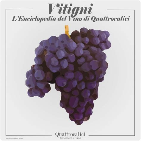 Il Vino In Sicilia Quattrocalici Le Regioni Del Vino