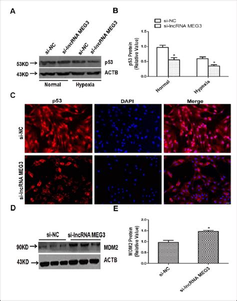 Meg Stimulates Activation Of P Protein A Western Blotting