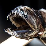 Researchers Discover What Makes Deep-Sea Dragonfish Teeth Transparent