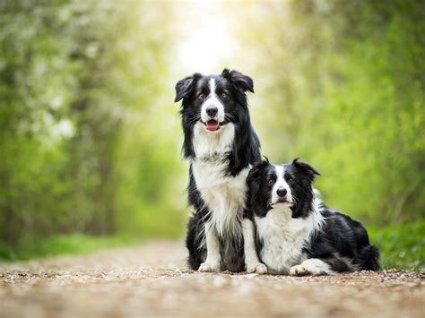 Ra As Dos Cachorros Mais Inteligentes Do Mundo Blog Pet