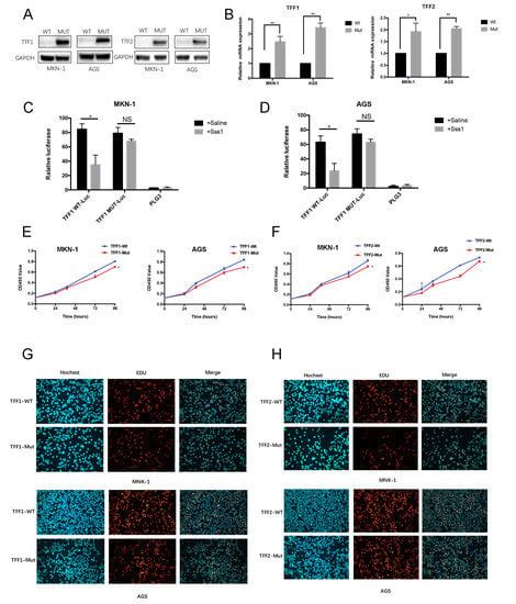 Validation Of The Dna Methylation Landscape Of Tff1tff2 In Gastric Cancer