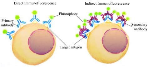 1 Direct And Indirect Immunofluorescence Direct Immunofluorescence Download Scientific Diagram