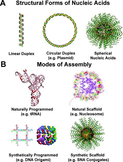 Spherical Nucleic Acids Mirkin