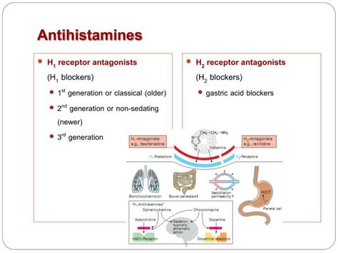 PPT - Antihistamines PowerPoint Presentation - ID:1089057