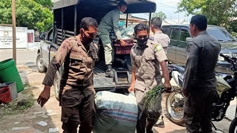 Satpol Pp Tertibkan Pkl Pasar Keutapang Aceh Besar Kumparan