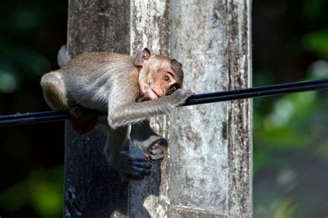 Premium Photo | Macaque close-up in its natural habitat. Monkeys from Southeast Asia. Filmed in ...