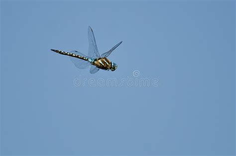 Dragonfly Hunting On The Wing In A Blue Sky Stock Photo Image Of