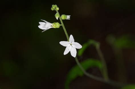 Bolanders Woodland Star Lithophragma Bolanderi · Inaturalist